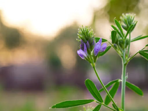 une fleur