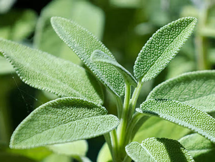 La Sauge du Domaine Body Nature