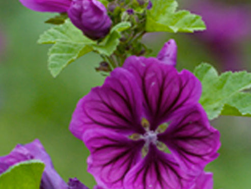 La Mauve du Domaine Body Nature