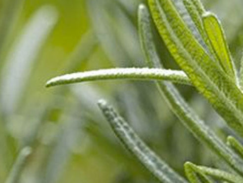 Le Romarin du Domaine Body Nature