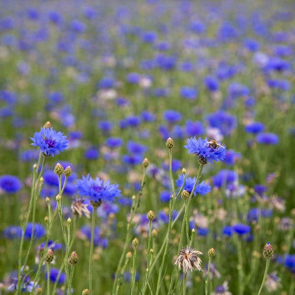 Une des plantes du domaine Body Nature