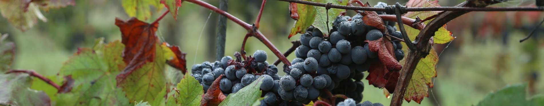 La Vigne rouge dans les soins anti-âge