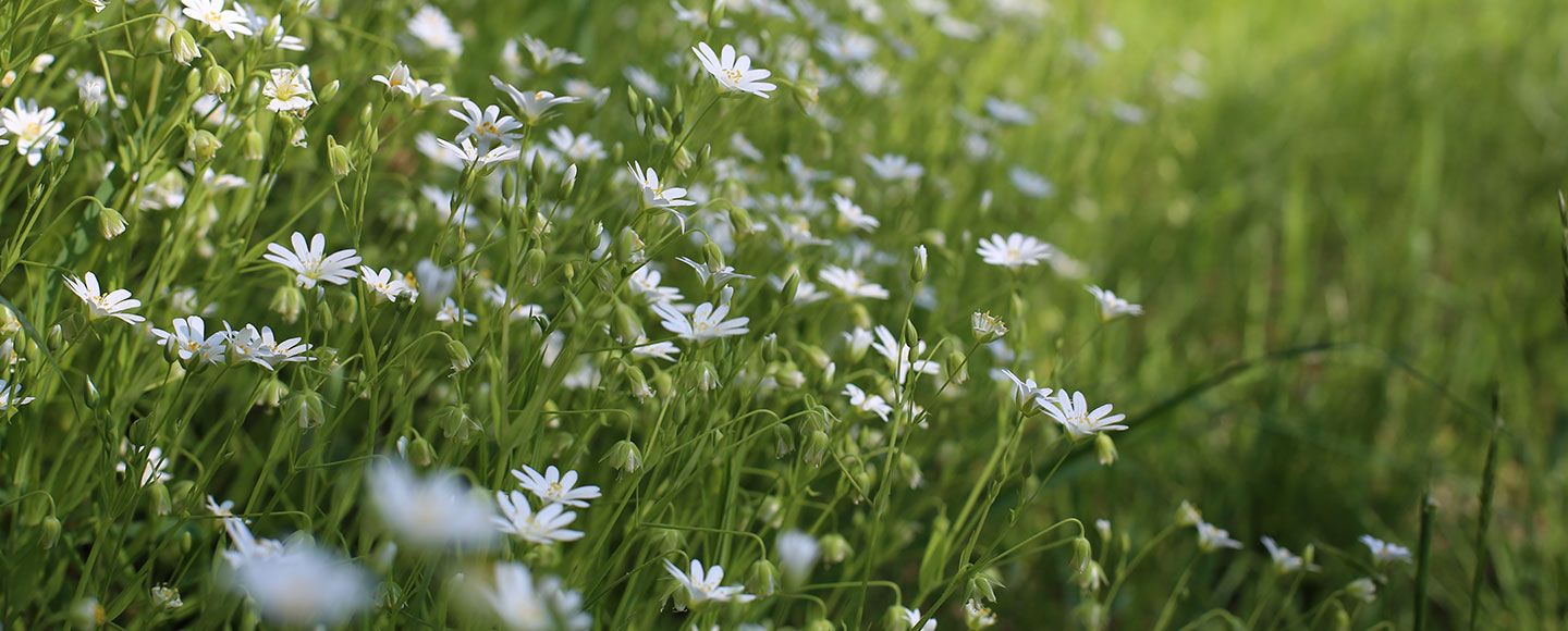 Profiter du printemps à la maison