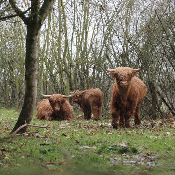 3 petites vaches dans la nature