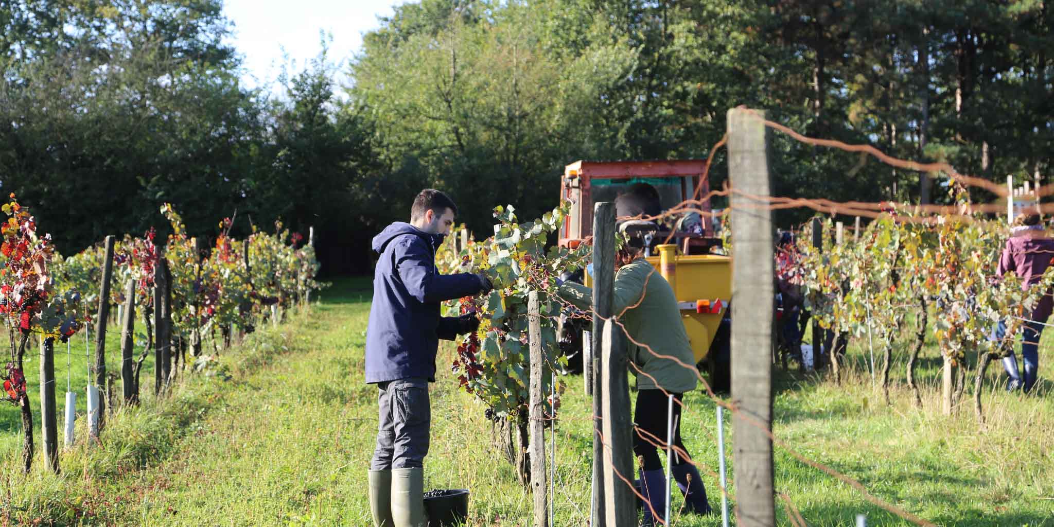 Vendange sur le Domaine Body Nature